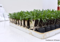 Nog eens de stekken.